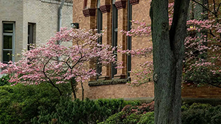 A flowering Tree on campus in the Spring