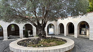 A photo of a tree
