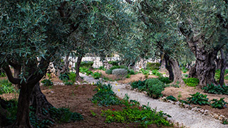 Holy Land