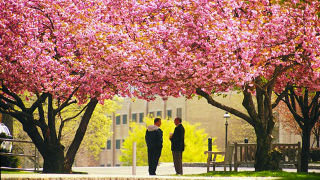 Faculty talking under trees on campus. 