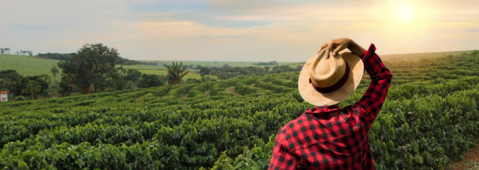 Farmer looking out on a coffee plantation.