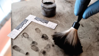 Brushing around ink-powdered fingerprints.