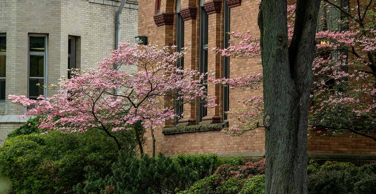 Image of trees on campus