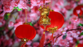 Chinese lunar new year, year of the ox decorations