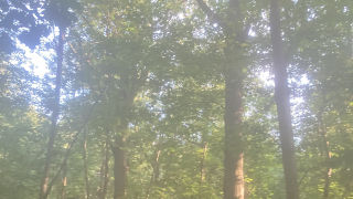 An image of a wooded area, trees, and sunlight poking through