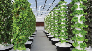 Potted plants growing in an urban setting. 