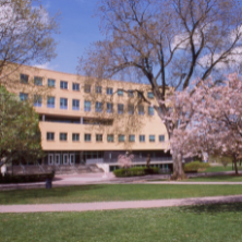 Spring campus with cherry blossoms.