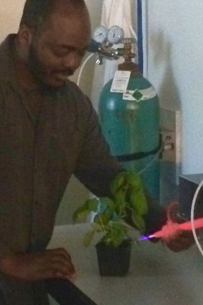 Chemistry Ph.D. candidate Sauvelson Auguste working with sweet basil. 